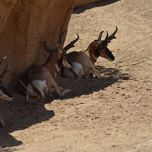 Peninsular Pronghorns