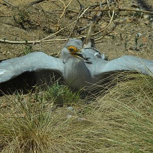 Secretary Bird