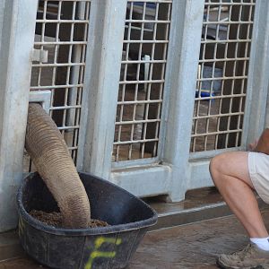 Elephant Holding Area