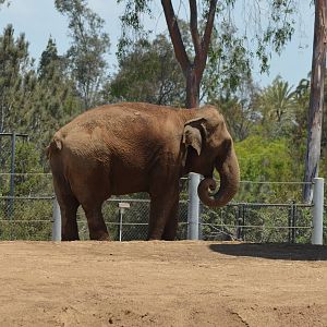 Asian Elephant - Elephant Odyssey