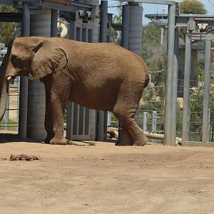 African Elephant - Elephant Odyssey