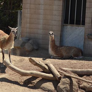 Guanacos - Elephant Odyssey