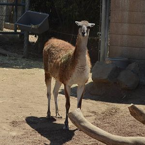 Guanacos - Elephant Odyssey