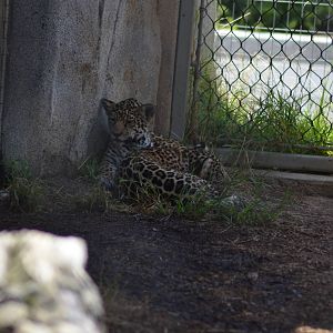 Jaguar Cubs