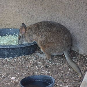 Parma Wallaby