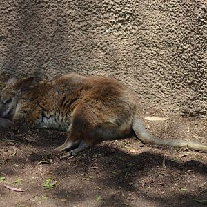 Parma Wallaby