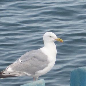 Herring Gull