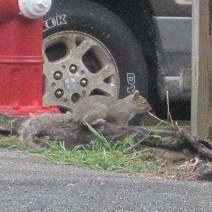 Eastern Gray Squirrel
