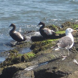 Common Eiders and Herring Gull