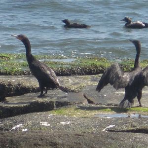 Double-Crested Cormorants