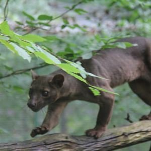Fossa 1