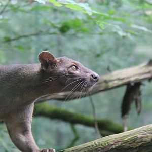 Fossa 2