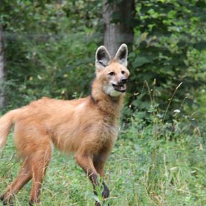 Maned wolf