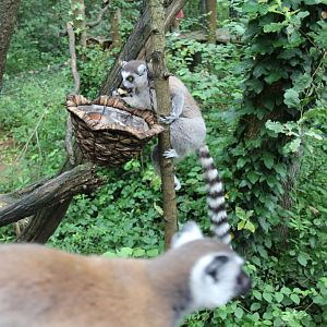 Ring Tailed Lemur