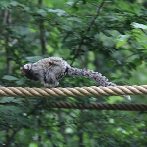 Marmoset