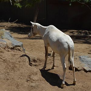 Arabian Oryx