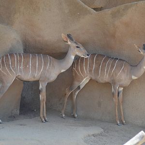 Lesser Kudus
