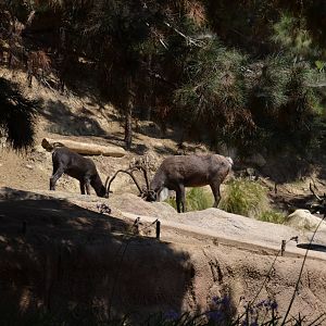 Reindeer - Northern Frontier