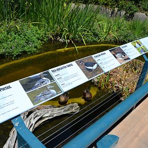 Northern Frontier Waterfowl Signage