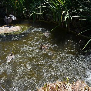 Waterfowl - Northern Frontier