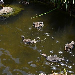 Waterfowl - Northern Frontier