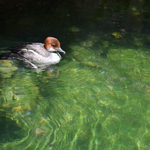 Diving Duck Arctic Aviary - Northern Frontier