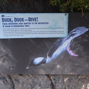 Arctic Aviary Diving Duck Signage - Northern Frontier