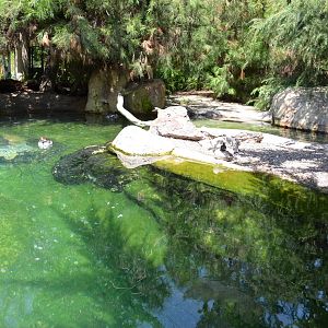 Arctic Aviary Pond - Northern Frontier