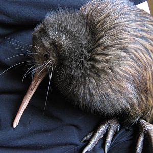North Island brown kiwi (Apteryx mantelli)