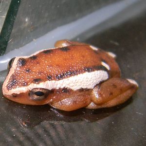 Hyperolius mitchelli