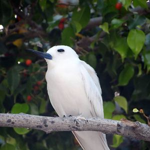 White Tern