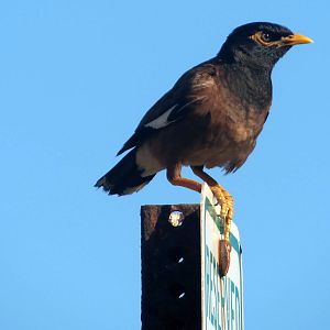 Common Myna