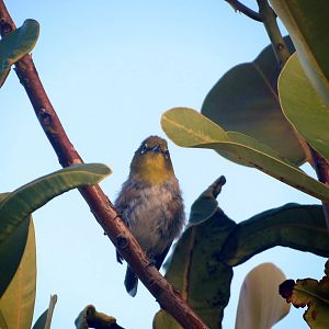Japanese White-eye