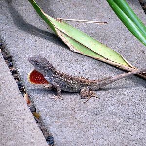 Cuban Anole
