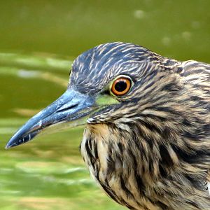 Black-crowned Night Heron