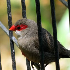 Common Waxbill