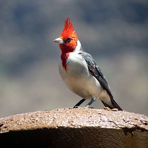 Red-crested Cardinal