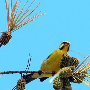 Yellow-fronted Canary