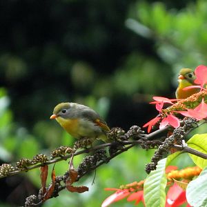 Red-billed Leiothrix