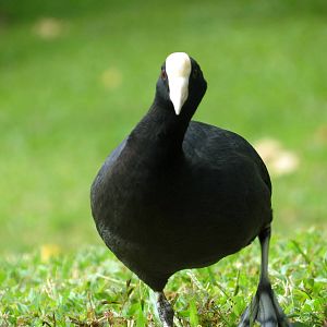 Hawaiian Coot