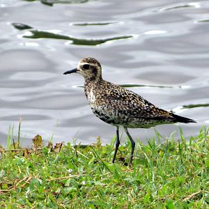 Pacific Golden-plover