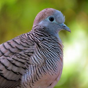 Zebra Dove