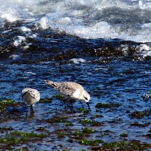Sanderlings