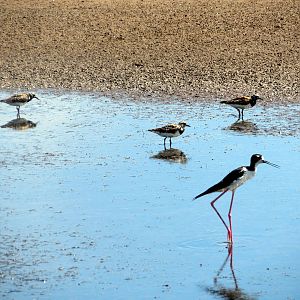 Hawaiian Stilt and Ruddy Turnstones