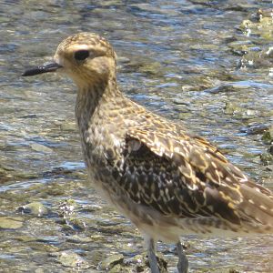 Pacific Golden-plover
