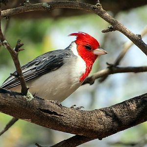 Red-crested Cardinal
