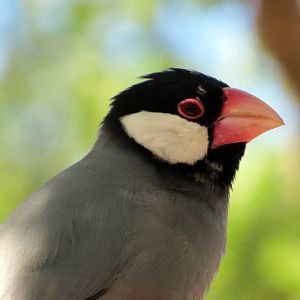 Java Sparrow