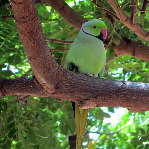 Rose-ringed Parakeet
