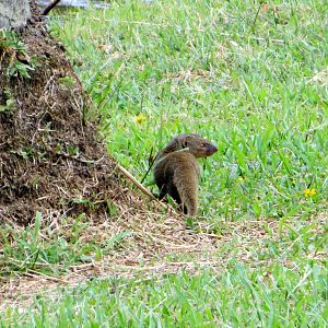 Indian Mongoose