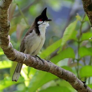 Red-whiskered Bulbul